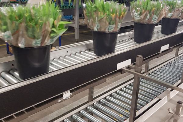 Roller conveyors for buckets of tulips