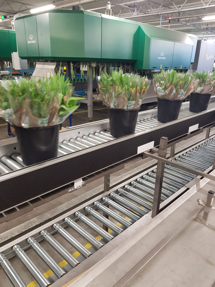 Roller conveyors for buckets of tulips