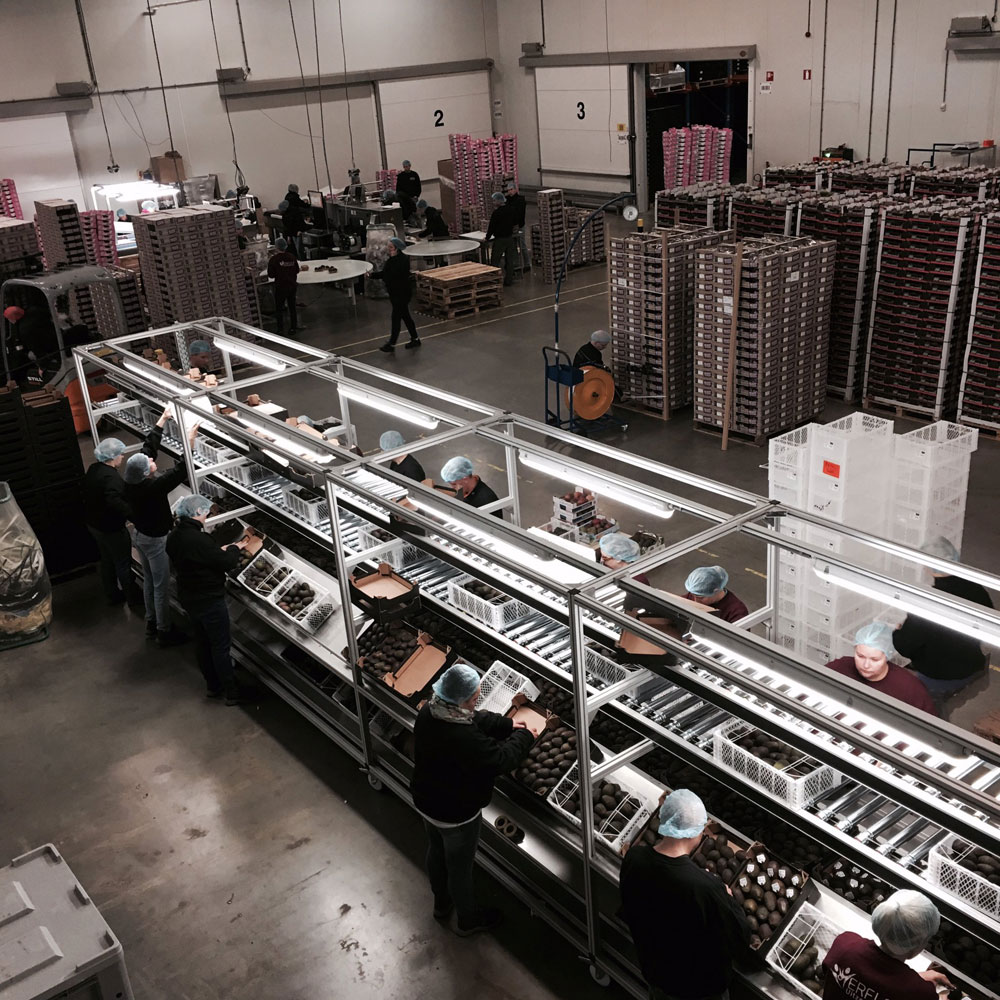 Packing station in the fresh produce industry