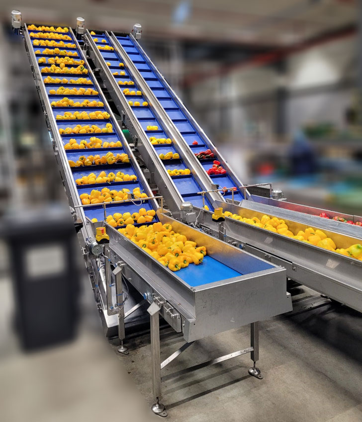 Feeding conveyors for peppers