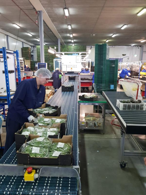 Modulaire kettingtransporteur voor het bufferen