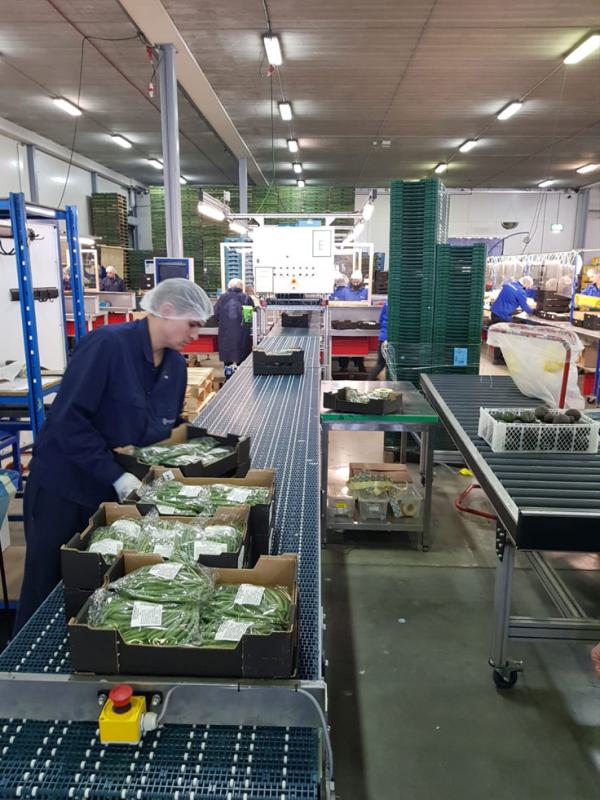 Modular chain conveyor for buffering