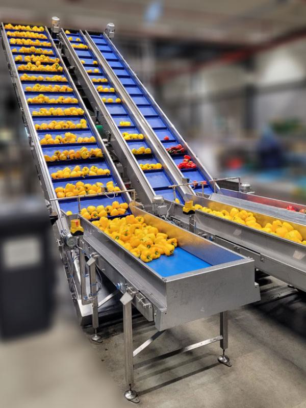 Opvoertransporteurs voor paprika's
