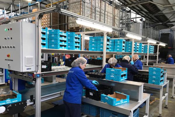 Packing station in the fresh produce industry