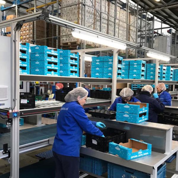 Packing station in the fresh produce industry