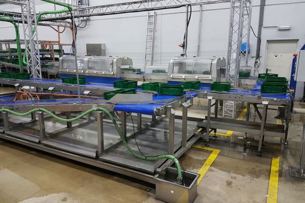  Stainless steel belt conveyors at a crate washer